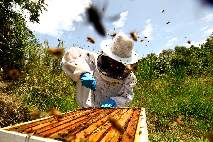 Czy właściciel pasieki odpowiada za użądlenie pszczół?