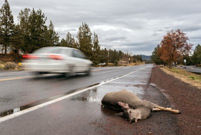 Zderzenie z dzikim zwierzęciem. Co robić?