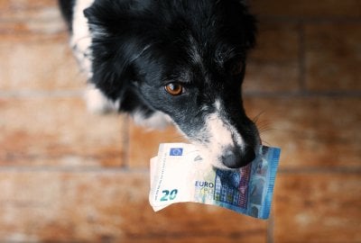 Podatek od psa 2020