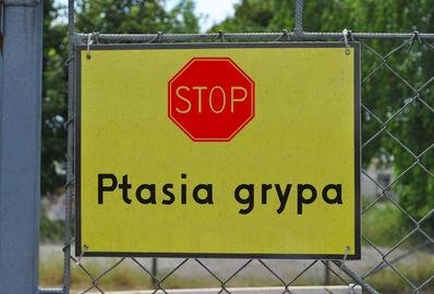 W Polsce wykryto szczep wirusa ptasiej grypy. Czy jest groźny dla człowieka?