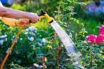 Gminy będą karać za podlewanie ogródków w upał? Bo trzeba oszczędzać wodę