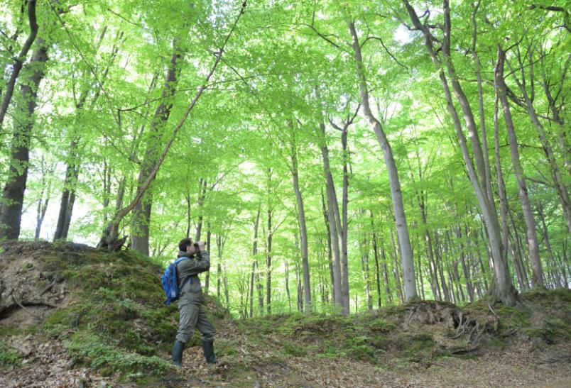 Lasy Państwowe uruchomiły nowy portal nt. turystyki leśnej