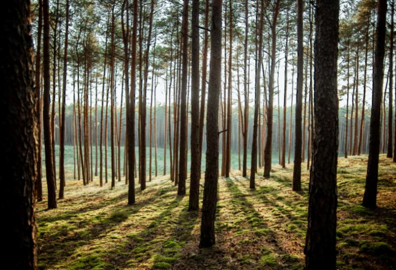 Lasy Państwowe szukają gruntów. Ruszyła ogólnopolska akcja skupu działek