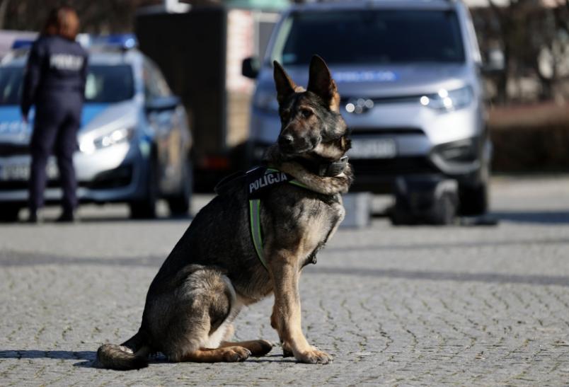 Psy policyjne –jak zaczyna się kariera czworonożnych funkcjonariuszy?