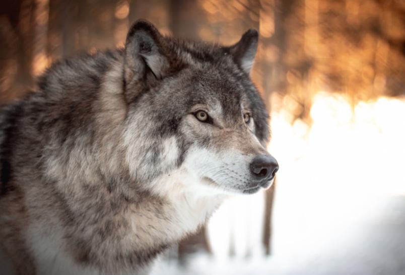 Jak skutecznie odstraszyć wilki od zwierząt gospodarskich?