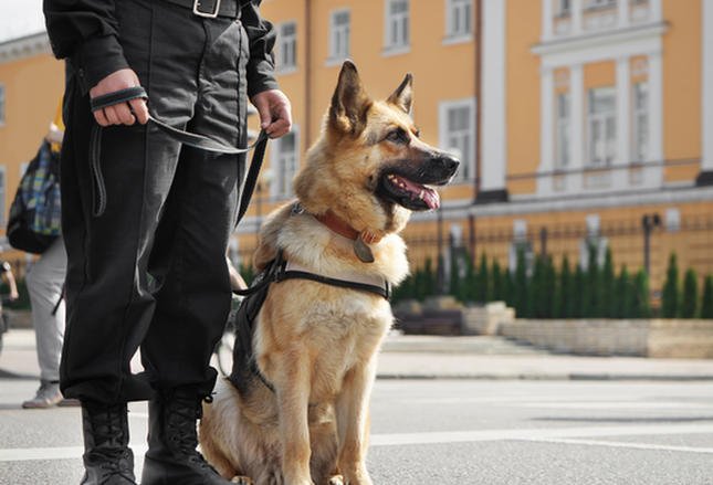 Będzie ustawa regulująca status zwierząt w służbach mundurowych Będzie ustawa regulująca status zwierząt w służbach mundurowych