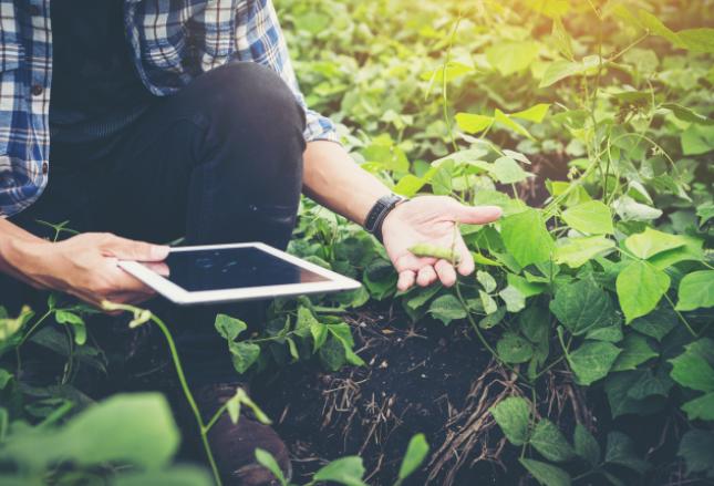 Ruszyło internetowe „Okienko dla rolnika”