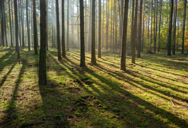 Lasy Państwowe wspierają lasy prywatne – w jaki sposób? Lasy Państwowe wspierają lasy prywatne – w jaki sposób?