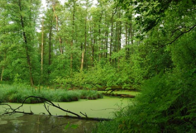 Cudzoziemiec utknął na bagnach - pomogli funkcjonariusze SG w Białowieży Cudzoziemiec utknął na bagnach - pomogli funkcjonariusze SG w Białowieży