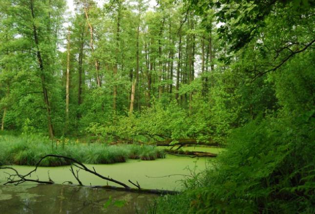 Cudzoziemiec utknął na bagnach - pomogli funkcjonariusze SG w Białowieży