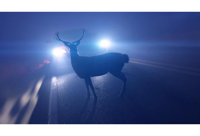 Zwierzę wbiegło pod samochód. Co należy zrobić? Zwierzę wbiegło pod samochód. Co należy zrobić?