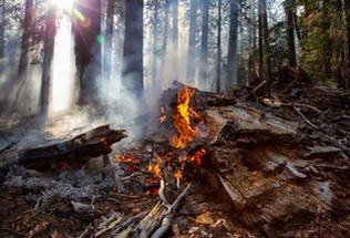 Jak sprawdzić stopień zagrożenia pożarowego w lasach?