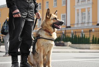 Będzie ustawa regulująca status zwierząt w służbach mundurowych