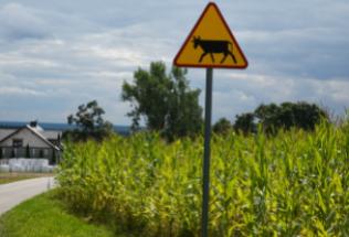 Kolizja samochodu ze zwierzęciem hodowlanym – kto ponosi koszty naprawy?