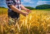 Prognozy plonów ozimin 2021. Zima nie przyniosła większych strat