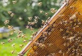 Pomoc dla rolników i pszczelarzy za straty w 2020 roku