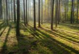 Lasy Państwowe wspierają lasy prywatne – w jaki sposób?