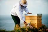 ARiMR: jest wsparcie finansowe dla pszczelarzy. Ile można zyskać?