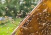 Pomoc dla rolników i pszczelarzy za straty w 2020 roku