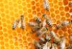 Wydłużony nabór wniosków na wsparcie dla pszczelarzy