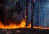 Trzeci, najwyższy stopień zagrożenia pożarowego w lasach w całej Polsce