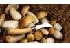 Czym różni się klasyfikator grzybów świeżych od grzyboznawcy?