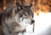 Jak skutecznie odstraszyć wilki od zwierząt gospodarskich?